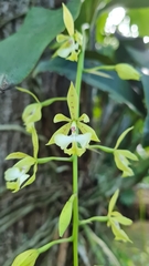 Epidendrum stamfordianum