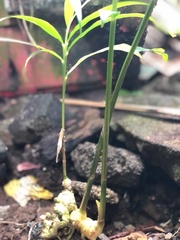 Zingiber officinale