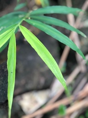 Zingiber officinale