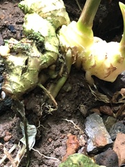 Zingiber officinale
