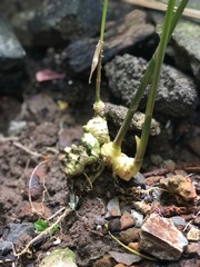 Zingiber officinale