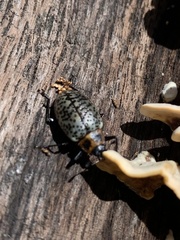 Cypherotylus fenestratus