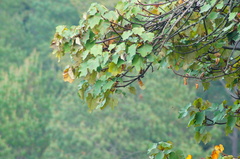 Chiranthodendron pentadactylon