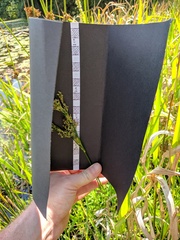 Juncus nodatus