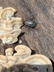 Cypherotylus fenestratus