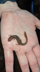 Eurycea spelaea