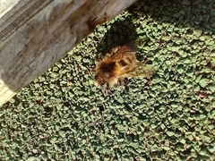 Bombus