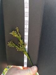 Juncus nodatus