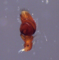 Synemosyna aurantiaca