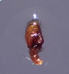 Synemosyna aurantiaca