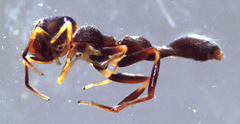 Synemosyna aurantiaca