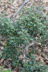 Osmanthus