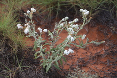 Heliotropium crispatum