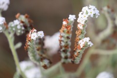 Heliotropium crispatum