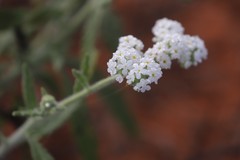 Heliotropium crispatum