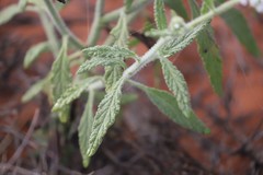 Heliotropium crispatum