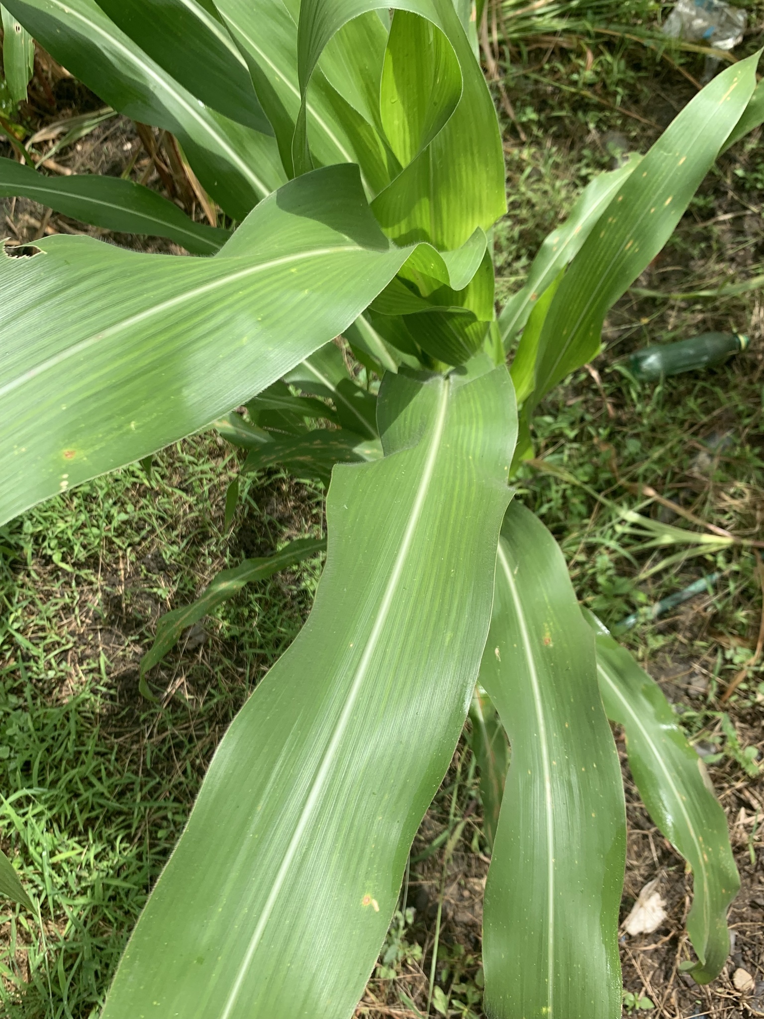 (c) nayelipineda, certains droits réservés (CC BY-NC) https://www.inaturalist.org/observations/100343670