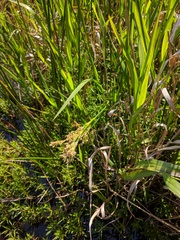 Juncus nodatus