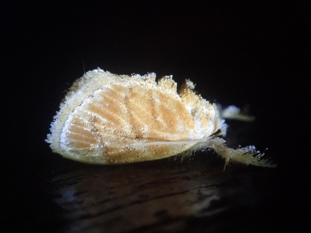 Narosa ochracea