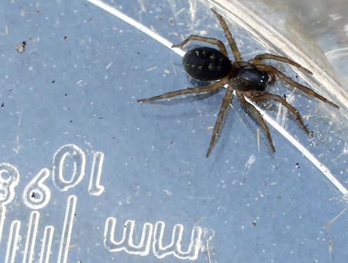 Argenna patula