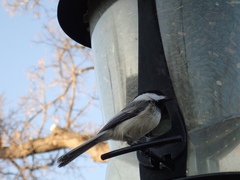 Poecile atricapillus