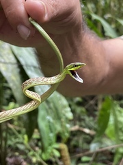 Oxybelis brevirostris