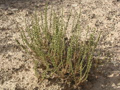 Artemisia pygmaea