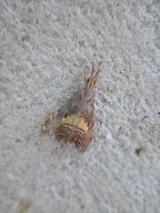 Glaucocharis chrysochyta