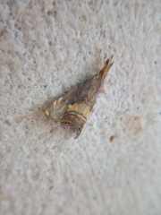 Glaucocharis chrysochyta