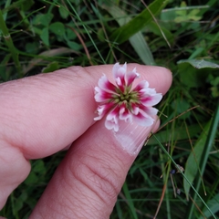 Trifolium polymorphum