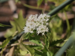 Mikania periplocifolia