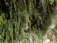 Metrosideros colensoi