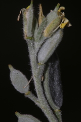 Fibigia clypeata