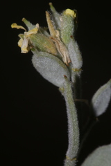 Fibigia clypeata