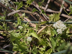 Mikania periplocifolia