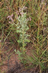 Diplopeltis eriocarpa