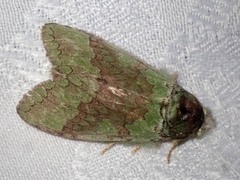 Netria viridescens