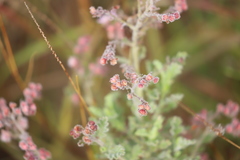 Diplopeltis eriocarpa