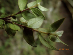 Metrosideros colensoi