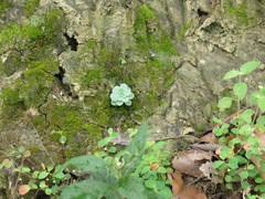 Sedum palmeri