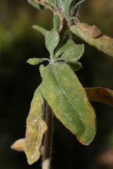 Fibigia clypeata