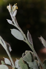 Fibigia clypeata