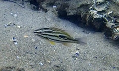 Lutjanus russellii