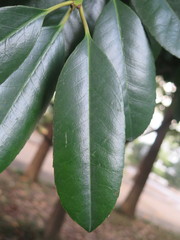 Ilex latifolia