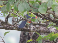 Laniarius erythrogaster