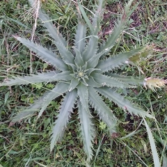 Eryngium serra