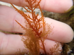 Chondria macrocarpa