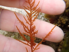 Chondria macrocarpa