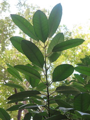 Ilex latifolia
