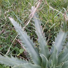 Eryngium serra